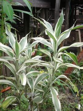 Decorative plants2 库存照片