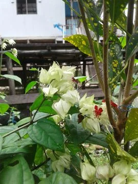Decorative plants3 库存照片