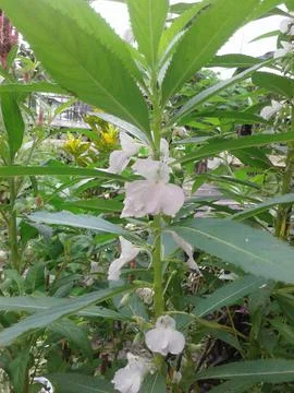 Decorative plants4 库存照片