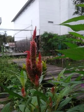 Decorative plants5 库存照片