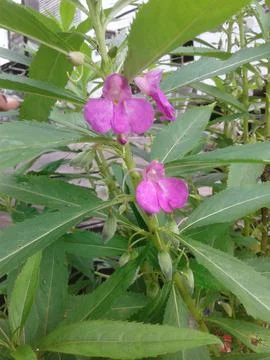 Decorative plants6 库存照片