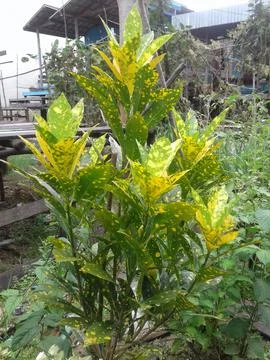 Decorative plants7 库存照片