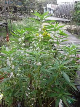 Decorative plants8 库存照片