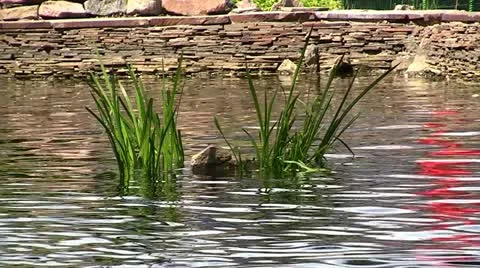 Decorative pond Stock Footage 11226214