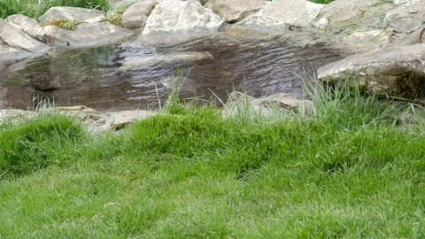 Decorative pond in garden Video stock 76294204