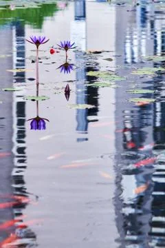 Decorative pond . Stock Photos