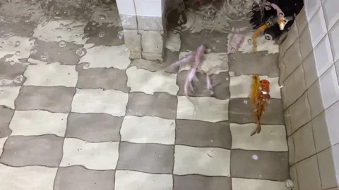 Decorative pool for exotic fish Stock Footage 206843916