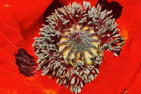 Decorative poppy Stock Photos