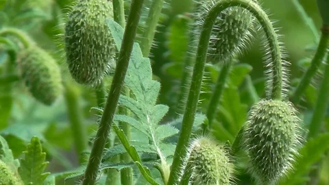 Decorative poppy on their summer cottage. Poppy buds. Stock Footage 71012953