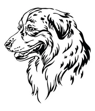 Decorative portrait of Australian Shepherd vector illustration Stock Illustration