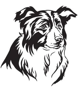 Decorative portrait of Border Collie vector illustration 스톡 일러스트