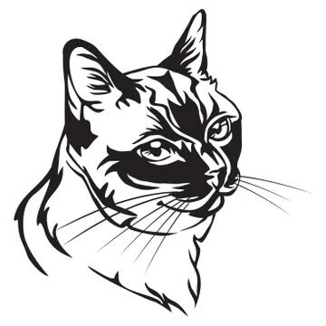 Decorative portrait of Thai Cat vector illustration Stock Illustration