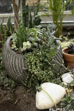 Decorative Pot with String of Pearls Succulent Stock Photos