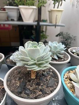 Decorative pots with cactus Stock Photos