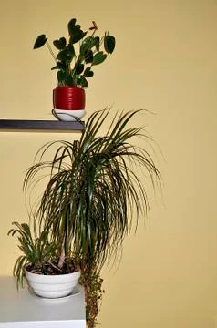 Decorative pots 写真素材