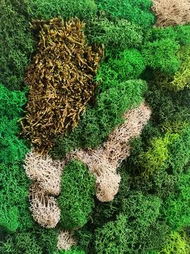 Decorative preserved stabilized moss as an element of interior decor Stock Photos