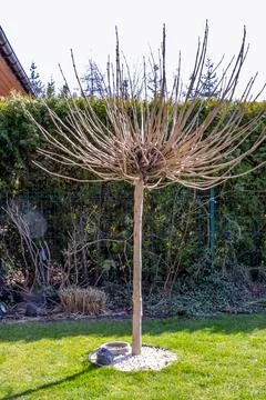 Decorative pruned tree Stock Photos