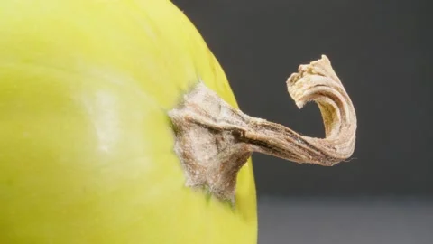 Decorative pumpkin on a dark background. Macro . Dry pumpkin stalk. Stock Footage 140472239