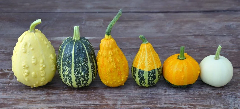 Decorative pumpkin Stock Photos