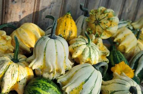 Decorative Pumpkin Stock Photos