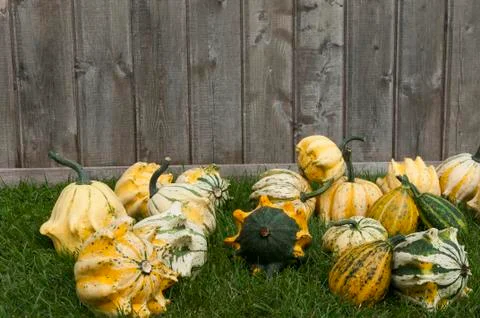 Decorative Pumpkin Stock Photos