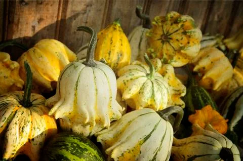 Decorative Pumpkin Stock Photos