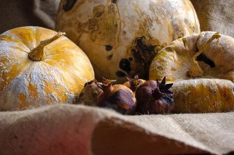 Decorative pumpkin view Foto stock