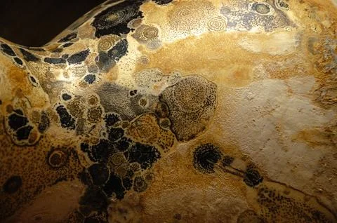 Decorative pumpkin view Foto stock