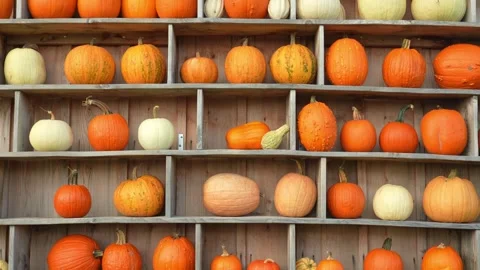 Decorative pumpkin wall background at pumpkin patch farm for tourists photo.. Stock Footage 289315069