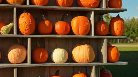 Decorative pumpkin wall background at pumpkin patch farm for tourists photo.. Stock Footage 289315091