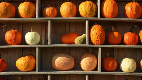 Decorative pumpkin wall background at pumpkin patch farm for tourists photo.. Stock Footage 289315096