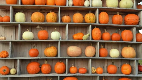 Decorative pumpkin wall background at pumpkin patch farm for tourists photo.. Stock Footage 289315101