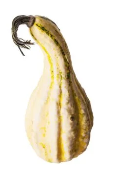 Decorative pumpkin on white Stock Photos