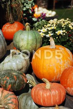 Decorative pumpkins and flowers Stock Photos
