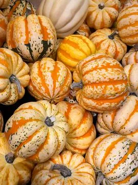 Decorative pumpkins for autumn. Stock Photos