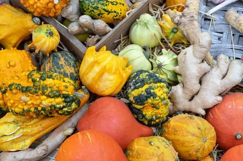 Decorative pumpkins in a composition with ginger. Autumn pumpkin harvest. Stock Photos