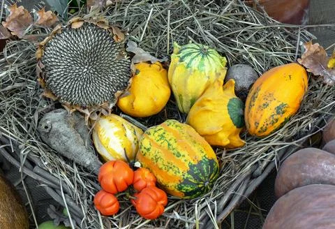 Decorative pumpkins in a composition with a sunflower. Stock Photos
