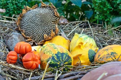 Decorative pumpkins in a composition with a sunflower. Stock Photos