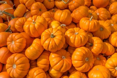 Decorative pumpkins in a display Stock Photos