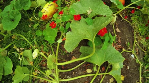 Decorative pumpkins in flowerbed 스톡 동영상 55643227
