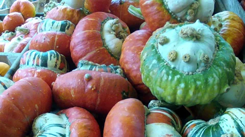 Decorative pumpkins. Stock Footage 31740165