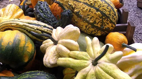 Decorative pumpkins. Stock Footage 34029664