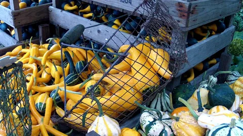 Decorative pumpkins. Vídeo Stock 34441286