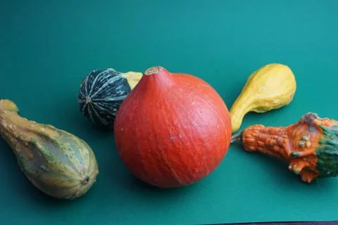 Decorative pumpkins on a green background 库存照片