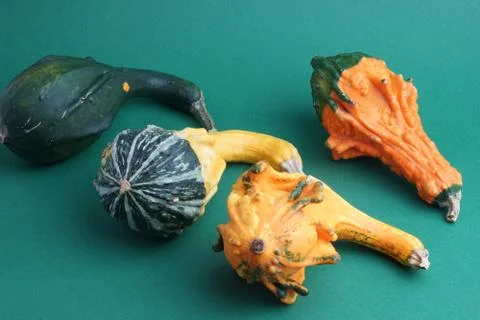 Decorative pumpkins on a green background Stock Photos