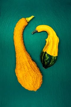 Decorative pumpkins on a green background. Stock Photos
