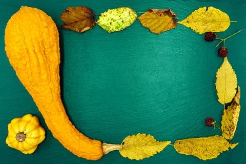 Decorative pumpkins on a green background. Stock Photos