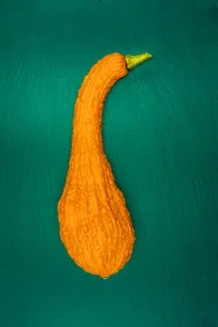Decorative pumpkins on a green background. Stock Photos