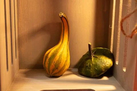 Decorative pumpkins on a kitchen table in a rural home Stock Photos