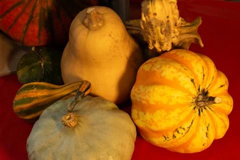 Decorative pumpkins on a kitchen table in a rural home Stock Photos